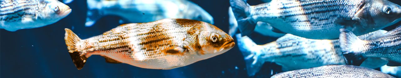 individual tax and advisory services banner